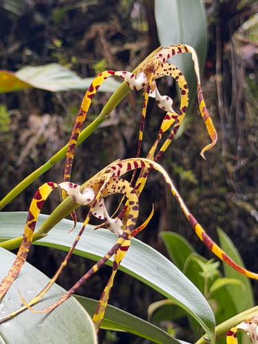 Maxillaria speciosa, photograph 5