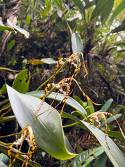 (c) Ryan F. Mandelbaum, some rights reserved (CC BY) Maxillaria speciosa, photograph (c) Ryan F. Mandelbaum, some rights reserved (CC BY)