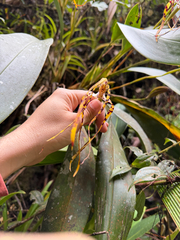 (c) Ryan F. Mandelbaum, some rights reserved (CC BY) Maxillaria speciosa, photograph (c) Ryan F. Mandelbaum, some rights reserved (CC BY)