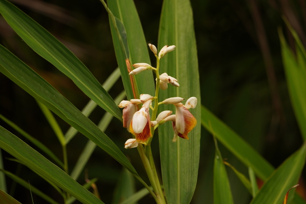 Riềng không mũi – Alpinia mutica