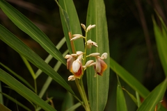 Alpinia mutica