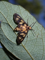 Amata xanthura