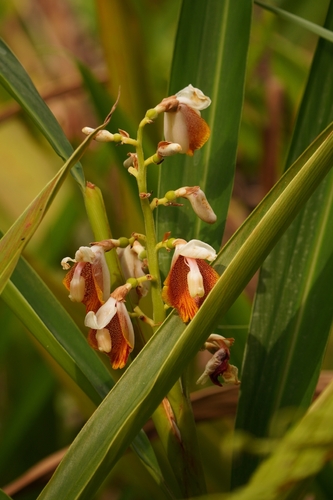 Alpinia mutica, photograph 1