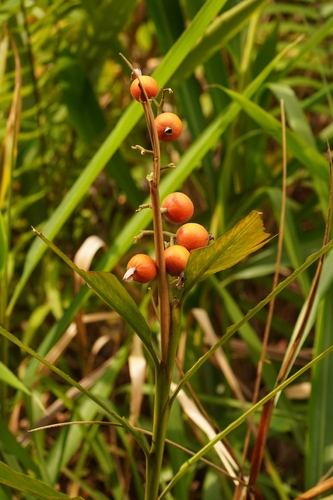 Alpinia mutica, photograph 2