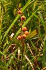 Alpinia mutica, photograph (c) Ben Costamagna, some rights reserved (CC BY)