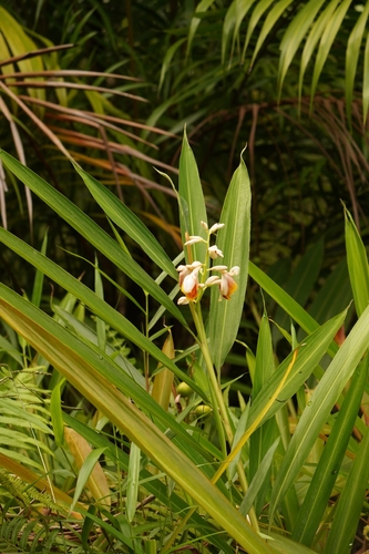 Alpinia mutica, photograph 3