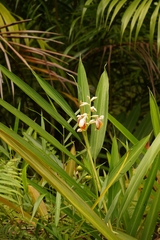 Alpinia mutica, photograph (c) Ben Costamagna, some rights reserved (CC BY)