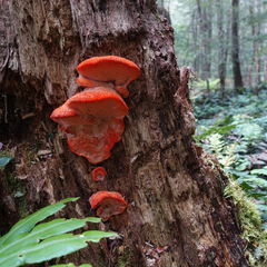 Aurantiporus pulcherrimus