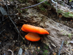 Aurantiporus pulcherrimus