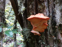 Aurantiporus pulcherrimus