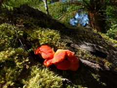 Aurantiporus pulcherrimus