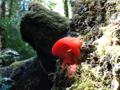 Aurantiporus pulcherrimus
