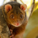 Common Ringtail Possum - Photo (c) Andrew Mercer, some rights reserved (CC BY-NC-SA)