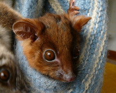 Common Ringtail photo 6