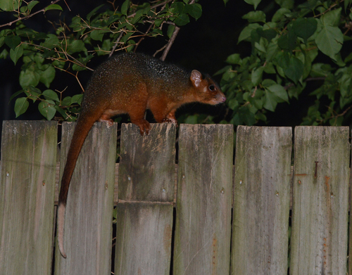 Eastern Ring-tailed Possum, photo 7 of 7