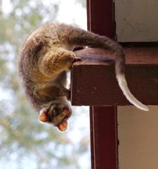 Common Ringtail photo 5