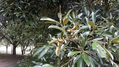 Lithocarpus edulis