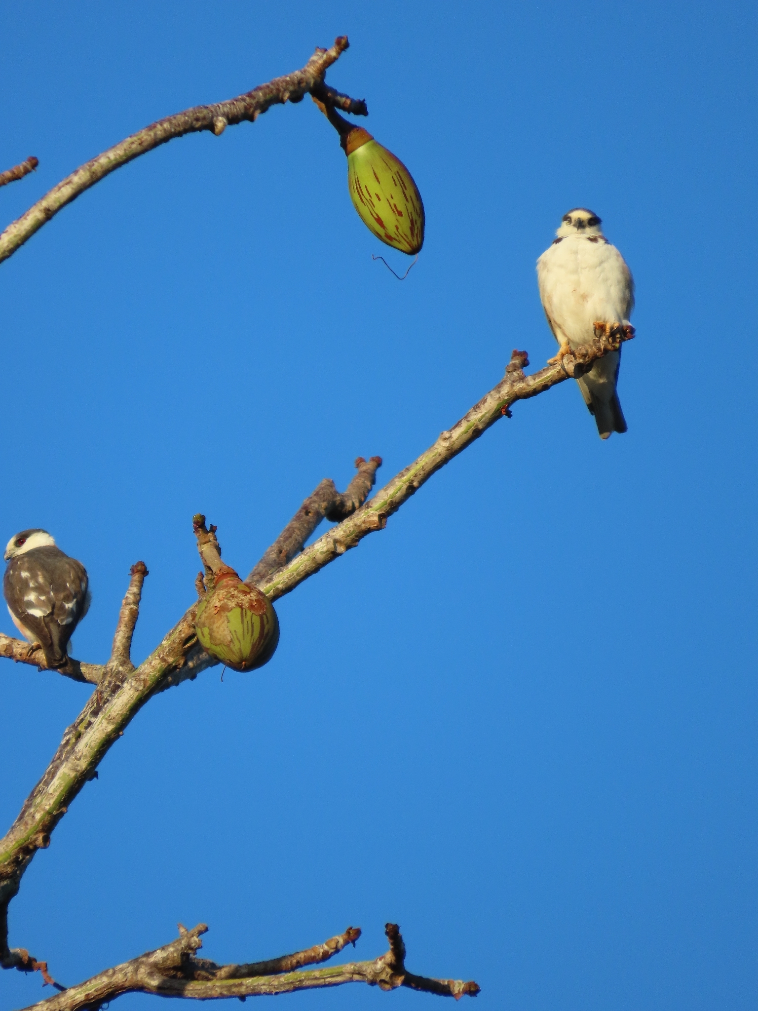 Pearl Kite (Gampsonyx swainsonii), photo 8