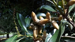 Lithocarpus edulis