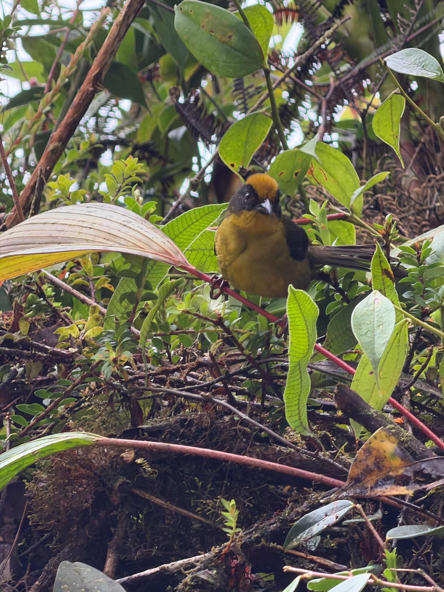 Choco Brushfinch (Atlapetes crassus), photo 6
