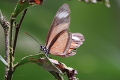 Eueides olympia olympia