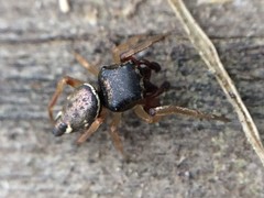 Zygoballus rufipes