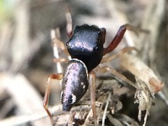 Zygoballus rufipes