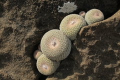 Epithelantha greggii