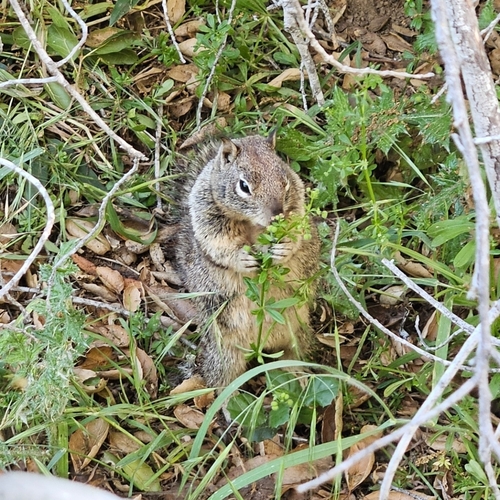 California Ground Squirrel observed by zhenx