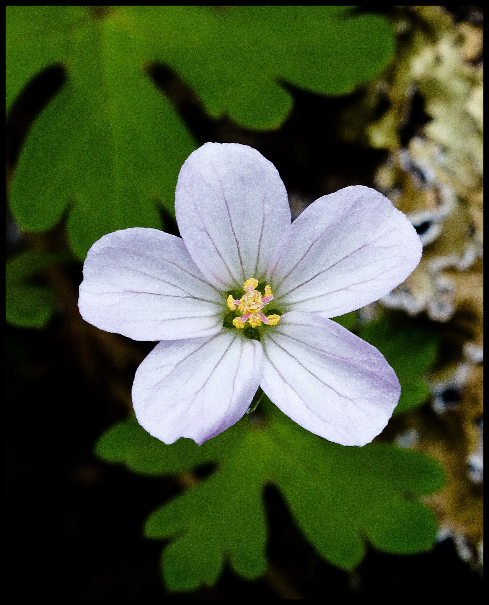 Geranium potentilloides