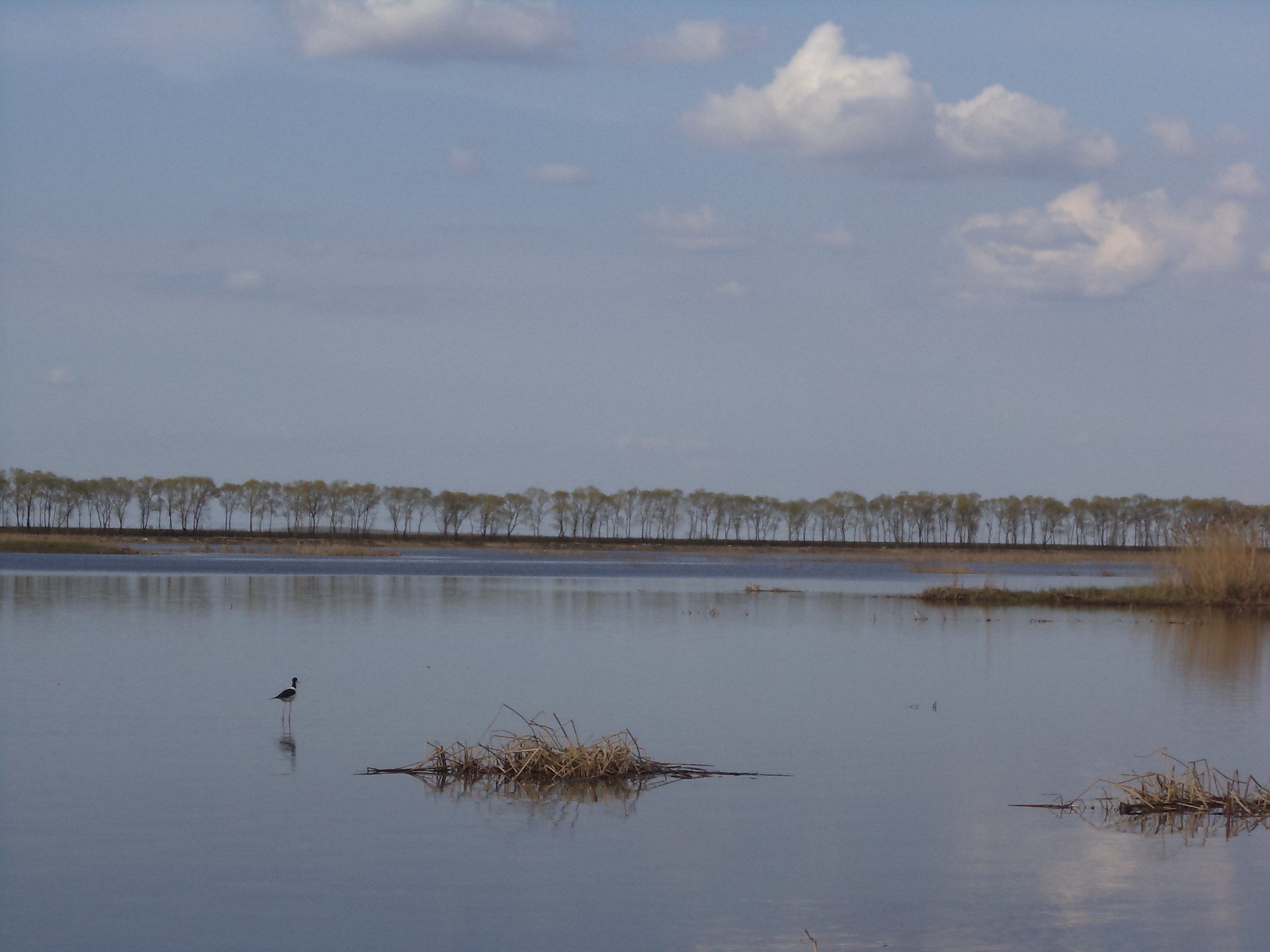 Black-winged Stilt