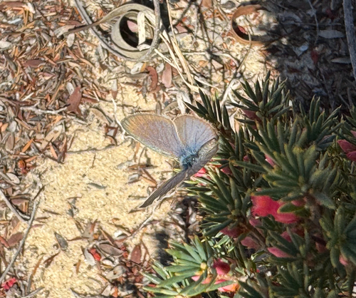 Common Grass Blue