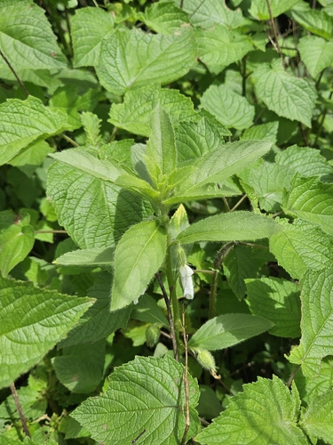 Pombalia calceolaria