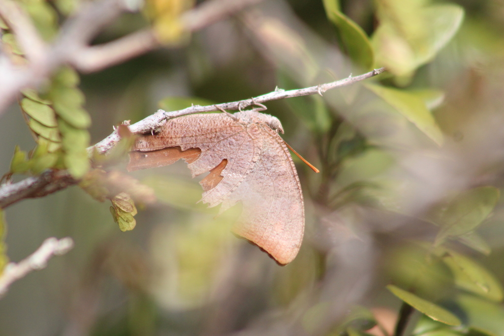 Bahaman Leafwing