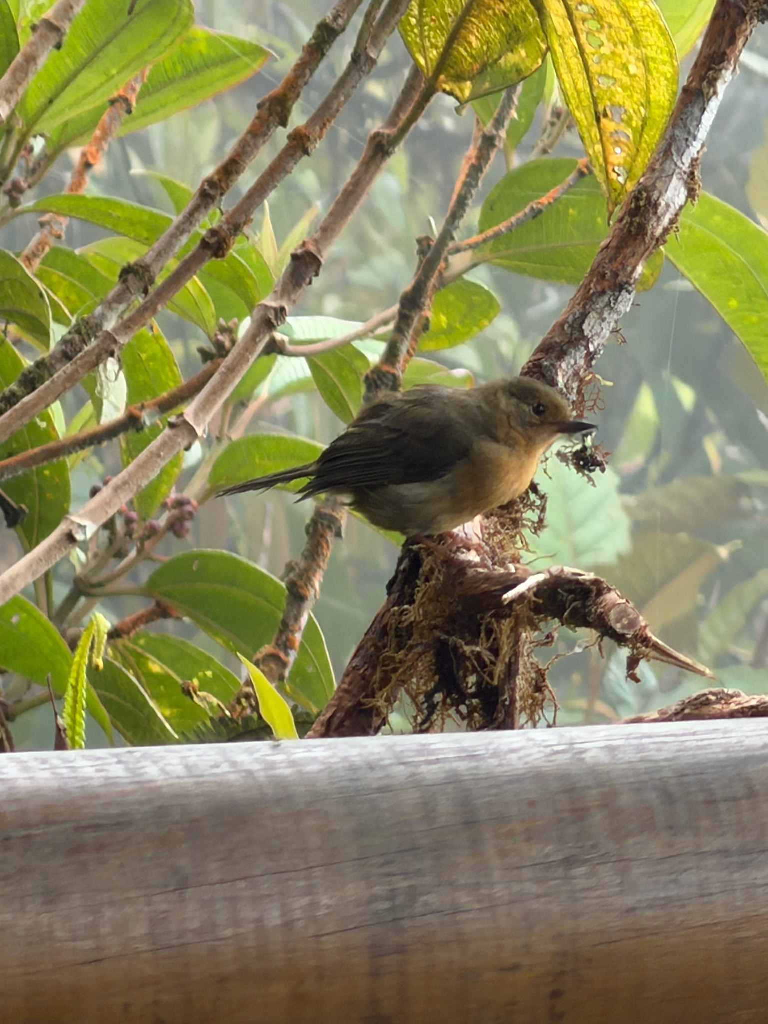 White-sided Flowerpiercer (Diglossa albilatera), photo 2