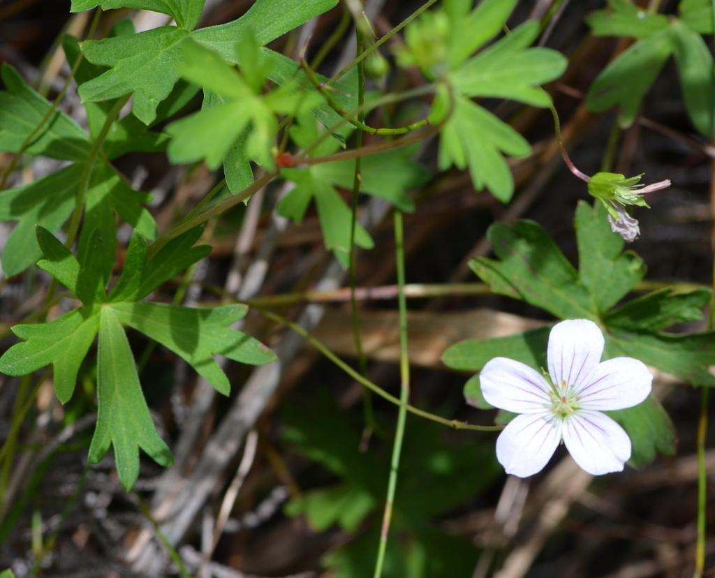 red-stemmed cranesbill