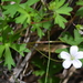 Geranium neglectum - Photo (c) Margaret Donald, algunos derechos reservados (CC BY-NC-ND)