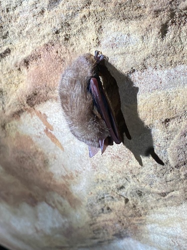 Tricolored Bat observed by antye