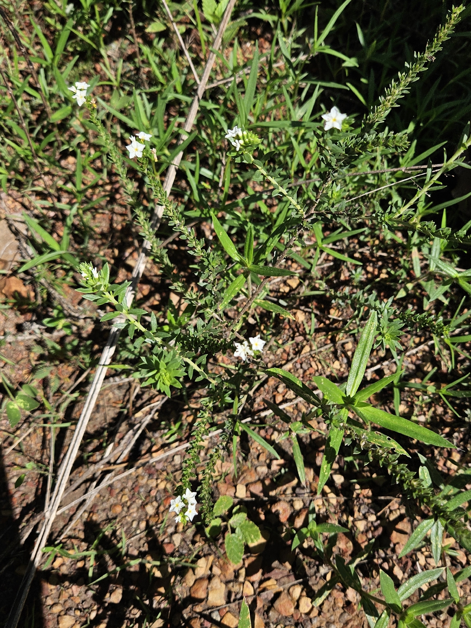 Euploca polyphylla