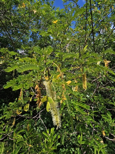 Pityrocarpa moniliformis
