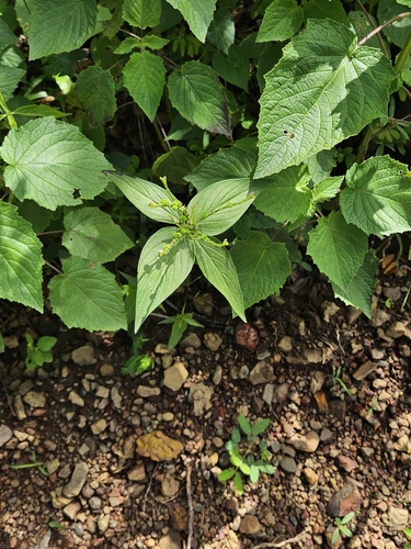 Pink Weed