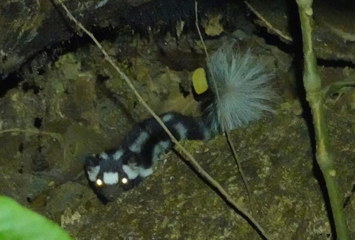 Southern Spotted Skunk observed by loicdeleeuw