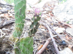 Consolea macracantha