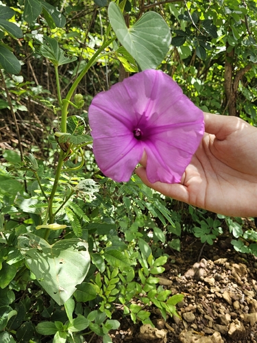 Ginger-leaf Morning-glory