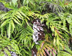 Blechnum novae-zelandiae