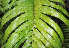 Blechnum novae-zelandiae