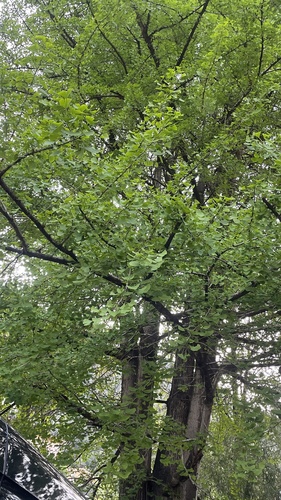 ginkgo