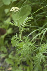 Tanacetum vulgare boreale
