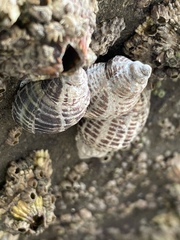 Acanthinucella punctulata