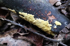 Trichoderma sulphureum